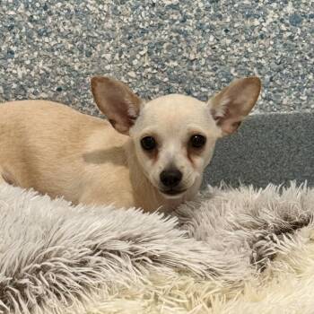 Chihuahua Dogs Available for Adoption in Hawthorne, California - Gaia | PetCurious