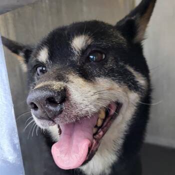 CHIEF -  Shiba Inu Dog for Adoption in San Antonio, Texas - CHIEF | PetCurious