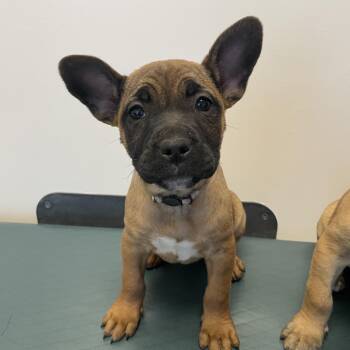 French Bulldog and Shepherd Dogs Available for Adoption - Lada Gaga - Diva Puppies | PetCurious