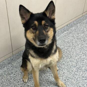 Peaches -  Siberian Husky and Shepherd Dog for Adoption in Chicago, Illinois - Peaches | PetCurious