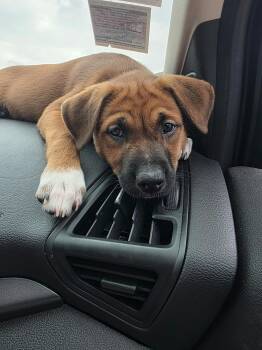 Juniper -  Boxer and Pit Bull Terrier Dog for Adoption in Minneapolis, Minnesota - Juniper | PetCurious