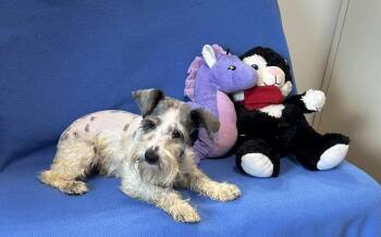 Herbie -  Schnauzer Dog for Adoption in Cedartown, Georgia - Herbie | PetCurious
