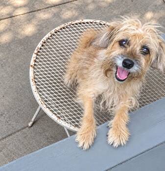 Coco Chanel -  Terrier Dog for Adoption in Liverpool, Texas - Coco Chanel | PetCurious