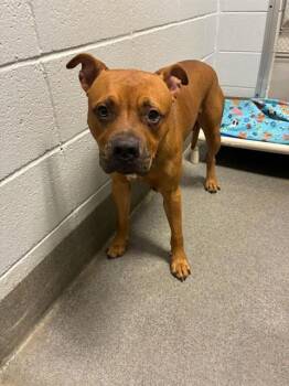 Rescue Boxer and Pit Bull Terrier Dogs for Adoption - DRACO | PetCurious