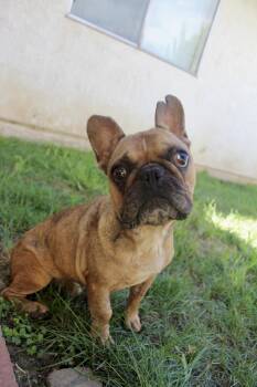 Bugz -  French Bulldog Dog for Adoption in Rialto, California - Bugz | PetCurious