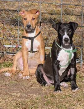 Pit Bull Terrier Dogs Available for Adoption - Geronimo | PetCurious
