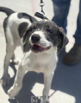 Mixed Breed Dogs Available for Adoption in Dallas, Texas - HANNAH | PetCurious