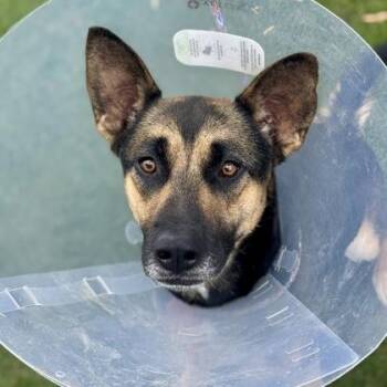 German Shepherd Dog Dogs Available for Adoption in Sacramento, California - Pepper | PetCurious