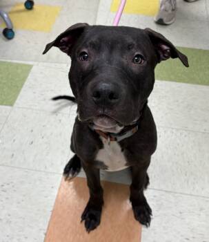 Rescue Pit Bull Terrier Dogs for Adoption in Sioux City, Iowa - Tanner | PetCurious