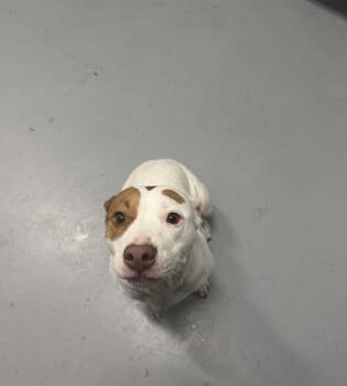 STRAWBERRY -  Pit Bull Terrier and Mixed Breed Dog for Adoption in Corpus Christi, Texas - STRAWBERRY | PetCurious