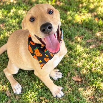 Leia -  Yellow Labrador Retriever Dog for Adoption in Tulsa, Oklahoma - Leia | PetCurious