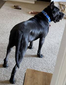 Ghost -  Cane Corso Dog for Adoption in Larkspur, Colorado - Ghost | PetCurious