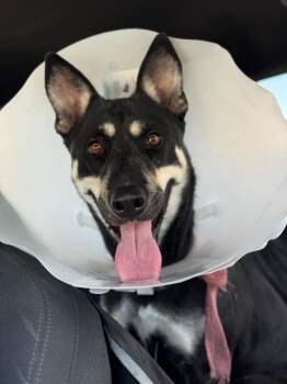 Jane -  German Shepherd Dog and Mixed Breed Dog for Adoption in Los Angeles, California - Jane | PetCurious