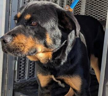 Rescue Rottweiler Dogs for Adoption in Allegan, Michigan - Mooki | PetCurious