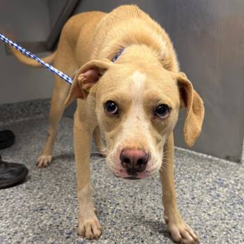 Capone -  Mixed Breed Dog for Adoption in Greenville, South Carolina - Capone | PetCurious