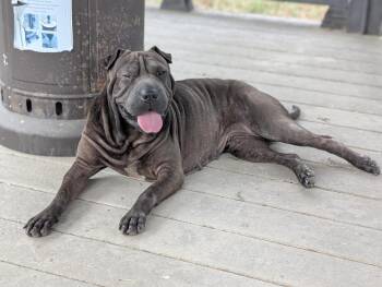 Dumpling Rolls -  Shar Pei Dog for Adoption in Boston, Massachusetts - Dumpling Rolls | PetCurious