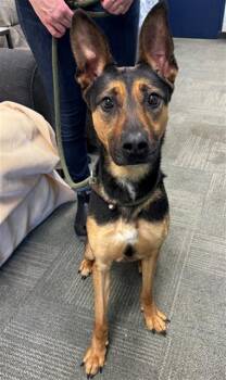 German Shepherd Dog and Mixed Breed Dogs Available for Adoption in Peoria, Illinois - BRIAR | PetCurious