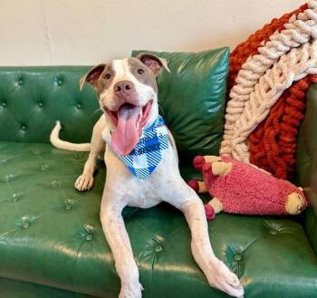 River Forest Fun Loving Best Friend -  Pit Bull Terrier Dog for Adoption in Friendswood, Texas - River Forest Fun Loving Best Friend | PetCurious