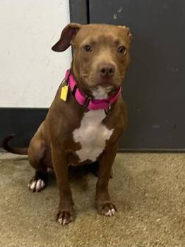 Lacey -  Pit Bull Terrier Dog for Adoption in Cleveland, Ohio - Lacey | PetCurious