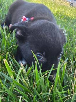 DANDELION -  German Shepherd Dog and Pit Bull Terrier Dog for Adoption in Casper, Wyoming - DANDELION | PetCurious