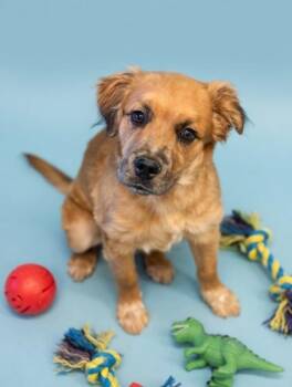 German Shepherd Dog and Golden Retriever Dogs Available for Adoption in Bowling Green, Kentucky - Cheeto | PetCurious