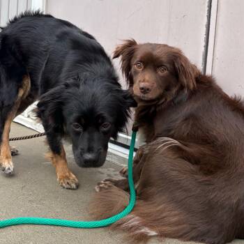 Australian Shepherd and Miniature Poodle Dogs Available for Adoption in Bedford, New Hampshire - Minerva | PetCurious