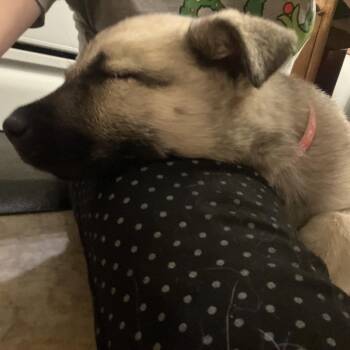 Mixed Breed Dogs Available for Adoption in Buffalo, Minnesota - Marina | PetCurious