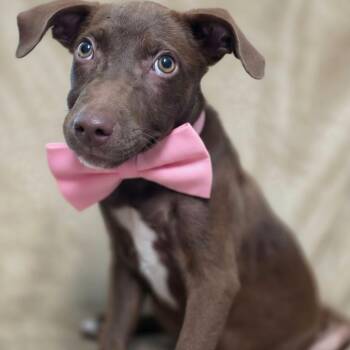 Bailey -  Chocolate Labrador Retriever Dog for Adoption in Wiggins, Mississippi - Bailey | PetCurious