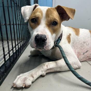 Wishbone -  Hound Dog for Adoption in Llano, Texas - Wishbone | PetCurious