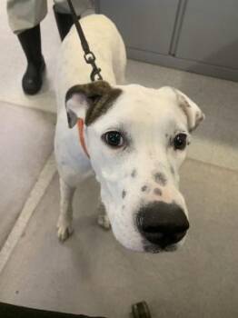 Rosie -  Dalmatian and Mixed Breed Dog for Adoption in Shreveport, Louisiana - Rosie | PetCurious