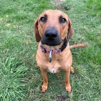 Black Mouth Cur Dogs Available for Adoption in Bryan, Texas - Blossom | PetCurious