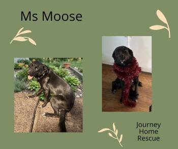Ms Moose -  Labrador Retriever Dog for Adoption in East Wenatchee, Washington - Ms Moose | PetCurious
