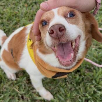 Beagle and Chihuahua Dogs Available for Adoption in Miami, Florida - Gretchen | PetCurious