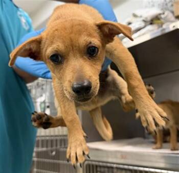 A478005 -  Chihuahua Dog for Adoption in Oklahoma City, Oklahoma - A478005 | PetCurious