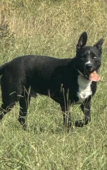 Rescue Cattle Dog and German Shepherd Dog Dogs for Adoption in Holly Springs, Mississippi - Budman | PetCurious