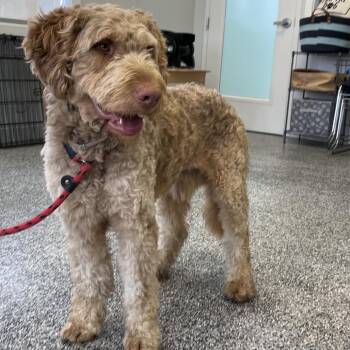 Ben -  Poodle and Bernese Mountain Dog Dog for Adoption in Hawthorne, California - Ben | PetCurious