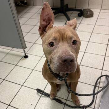 Squirrel -  Mixed Breed Dog for Adoption in Charleston, West Virginia - Squirrel | PetCurious