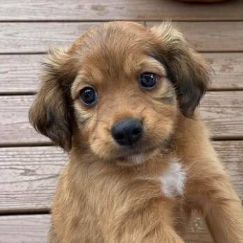 Bingo -  Spaniel and Terrier Dog for Adoption in Brockport, New York - Bingo | PetCurious