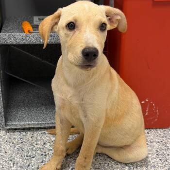 Danica -  Labrador Retriever and Mixed Breed Dog for Adoption in Birmingham, Alabama - Danica | PetCurious
