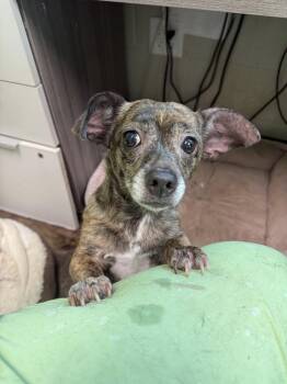 Rescue Mixed Breed Dogs for Adoption in Watertown, Wisconsin - Pepper | PetCurious