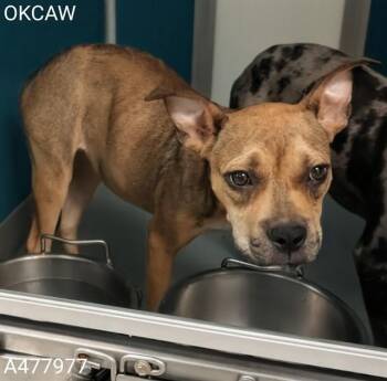 A477977 -  Pit Bull Terrier and Mixed Breed Dog for Adoption in Oklahoma City, Oklahoma - A477977 | PetCurious