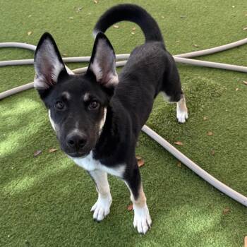Dallas 0367 -  German Shepherd Dog Dog for Adoption in Loxahatchee Groves, Florida - Dallas 0367 | PetCurious