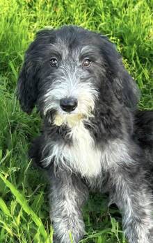 Rescue Old English Sheepdog and Standard Poodle Dogs for Adoption in Yuba City, California - Chloe | PetCurious