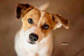 Rescue Terrier Dogs for Adoption in Henderson, Kentucky - Argus | PetCurious