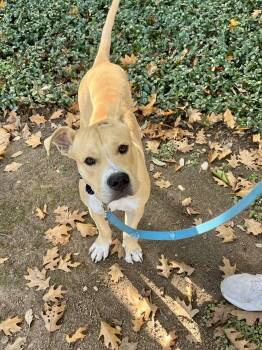 Rescue Black Mouth Cur Dogs for Adoption in Red Rock, Texas - Reggie | PetCurious
