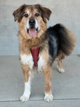 Gambit -  Mixed Breed Dog for Adoption in Longmont, Colorado - Gambit | PetCurious