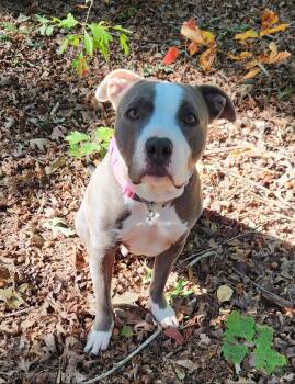 Rescue American Bully and American Staffordshire Terrier Dogs for Adoption in Pelzer, South Carolina - Gigi Sweet Bully | PetCurious
