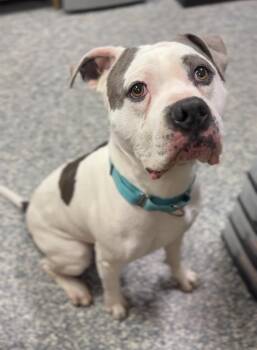 Pirate -  Mixed Breed Dog for Adoption in Bemidji, Minnesota - Pirate | PetCurious