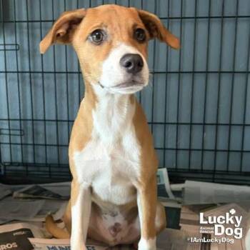 Bambino -  Retriever Dog for Adoption in Washington, District Of Columbia - Bambino | PetCurious