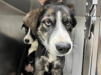 Marigold -  Siberian Husky and Australian Cattle Dog Blue Heeler Dog for Adoption in Sioux City, Iowa - Marigold | PetCurious